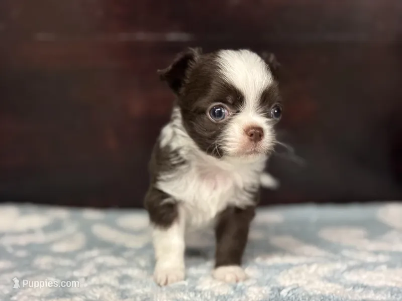 Blaze – Chihuahua puppy for sale in Enterprise, AL