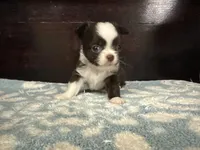 Blaze, a male Chihuahua for sale in Enterprise, AL – Photo 5 of 7