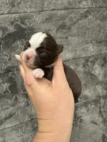 Blaze, a male Chihuahua for sale in Enterprise, AL – Photo 4 of 6