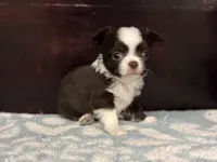 Blaze, a male Chihuahua for sale in Enterprise, AL – Photo 6 of 7