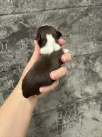 Blaze, a male Chihuahua for sale in Enterprise, AL – Photo 6 of 6