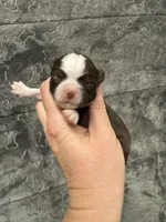 Blaze, a male Chihuahua for sale in Enterprise, AL – Photo 1 of 6