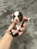 Blaze, a male Chihuahua for sale in Enterprise, AL – Photo 2 of 6