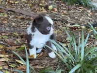 Blaze, a male Chihuahua for sale in Enterprise, AL – Photo 2 of 7