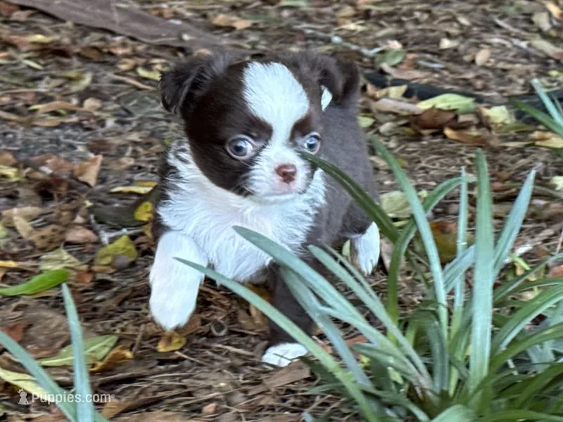 Blaze – Chihuahua puppy for sale in Enterprise, AL