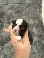 Blaze, a male Chihuahua for sale in Enterprise, AL – Photo 3 of 6