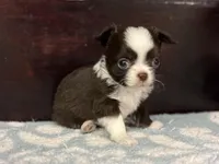 Blaze, a male Chihuahua for sale in Enterprise, AL – Photo 7 of 7