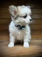 On Hold Russian sable, a male Chihuahua for sale in Enterprise, AL – Photo 4 of 7