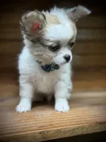 On Hold Russian sable, a male Chihuahua for sale in Enterprise, AL – Photo 2 of 7