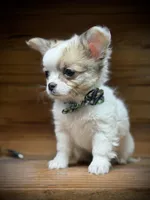 On Hold Russian sable, a male Chihuahua for sale in Enterprise, AL – Photo 6 of 7