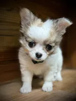 On Hold Russian sable, a male Chihuahua for sale in Enterprise, AL – Photo 3 of 7