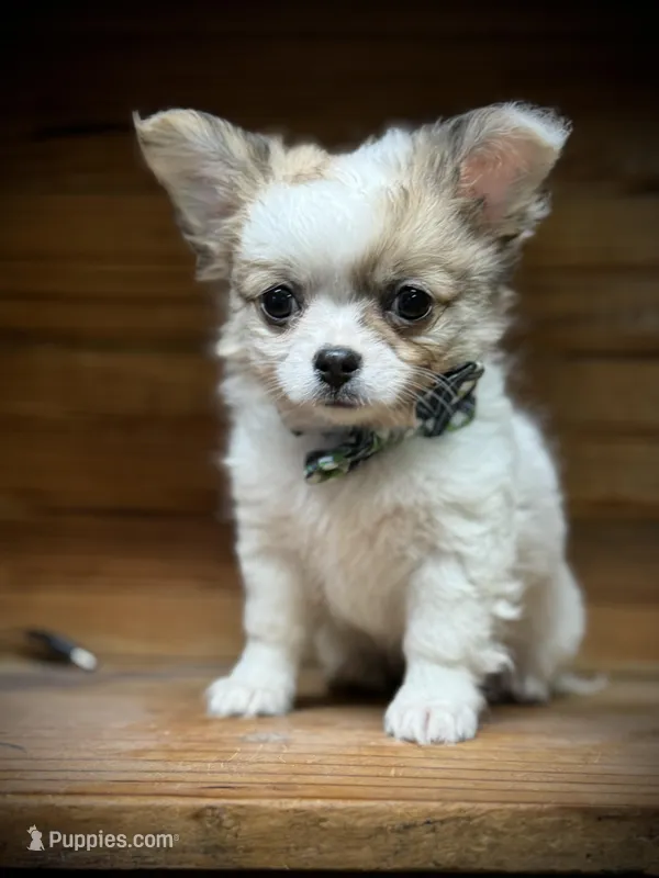 On Hold Russian sable, a male Chihuahua for sale in Enterprise, AL – Photo 1 of 7