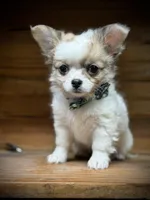 On Hold Russian sable, a male Chihuahua for sale in Enterprise, AL – Photo 1 of 7