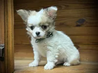 On Hold Russian sable, a male Chihuahua for sale in Enterprise, AL – Photo 5 of 7