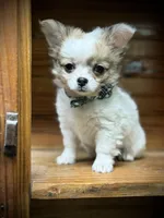 On Hold Russian sable, a male Chihuahua for sale in Enterprise, AL – Photo 7 of 7