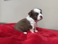 Pud, a female Chihuahua for sale in Enterprise, AL – 2 of 5