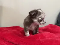 Deposit, a male Chihuahua for sale in Enterprise, AL – 4 of 10