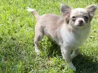 Tiny, a female Chihuahua for sale in Enterprise, AL – 1 of 10