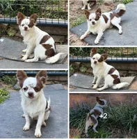 Lilac white, a male Chihuahua for sale in Enterprise, AL – 7 of 7