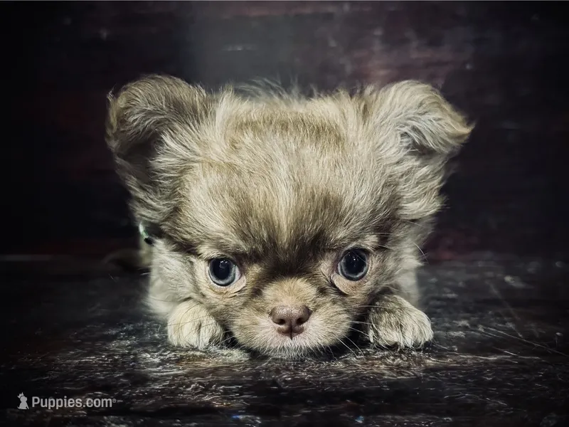 Flin – Chihuahua puppy for sale in Enterprise, AL