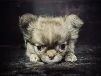 Flin, a male Chihuahua for sale in Enterprise, AL – 1 of 8