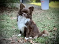 Pumpkin B1, a male Chihuahua for sale in Enterprise, AL – 7 of 7