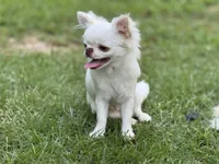 Winter, a male Chihuahua for sale in Enterprise, AL – 2 of 9