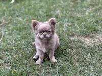 LC brindle, a female Chihuahua for sale in Enterprise, AL – 2 of 9