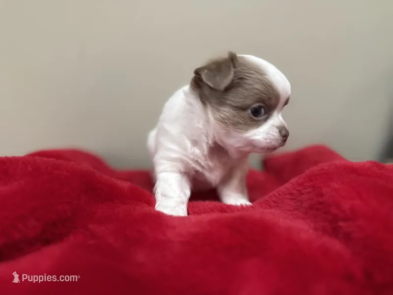 Pettie – Chihuahua puppy for sale in Enterprise, AL
