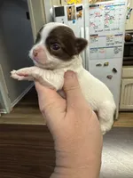 Pumpkin G1, a female Chihuahua for sale in Enterprise, AL – 2 of 4
