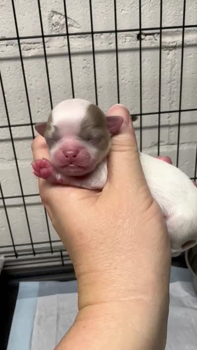Pettie, a male Chihuahua for sale in Enterprise, AL – 5 of 7