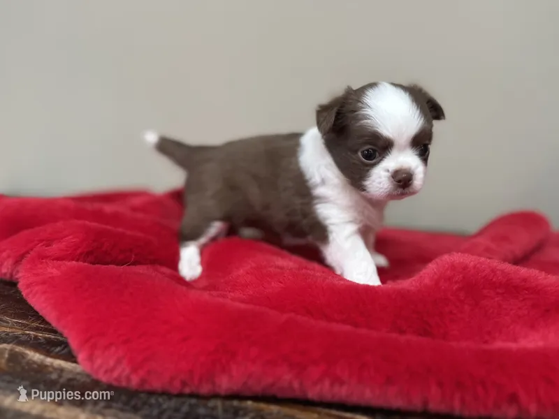 Pud – Chihuahua puppy for sale in Enterprise, AL