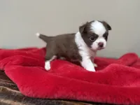 Pud, a female Chihuahua for sale in Enterprise, AL – 1 of 5