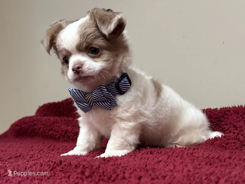 Pettie – Chihuahua puppy for sale in Enterprise, AL