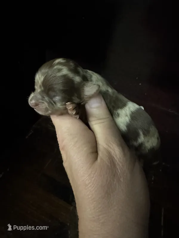 LC Merle female  – Chihuahua puppy for sale in Enterprise, AL