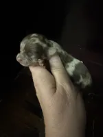 LC Merle female , a female Chihuahua for sale in Enterprise, AL – 1 of 5