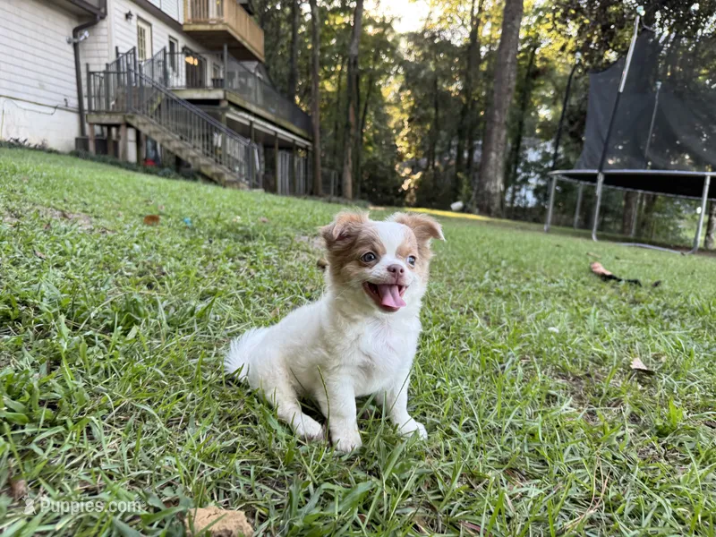 Pettie – Chihuahua puppy for sale in Enterprise, AL