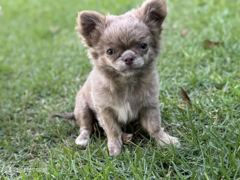LC brindle – Chihuahua puppy for sale in Enterprise, AL