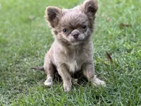 LC brindle, a female Chihuahua for sale in Enterprise, AL – 1 of 9