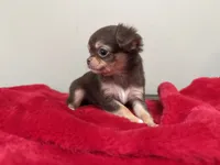 Pippy, a female Chihuahua for sale in Enterprise, AL – 3 of 4