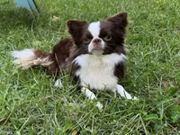 Grumet, a male Chihuahua for sale in Enterprise, AL – 2 of 2
