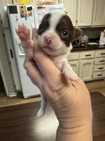 Pumpkin G1, a female Chihuahua for sale in Enterprise, AL – 3 of 4