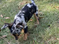 Georgie, a female Chihuahua for sale in Enterprise, AL – 2 of 6