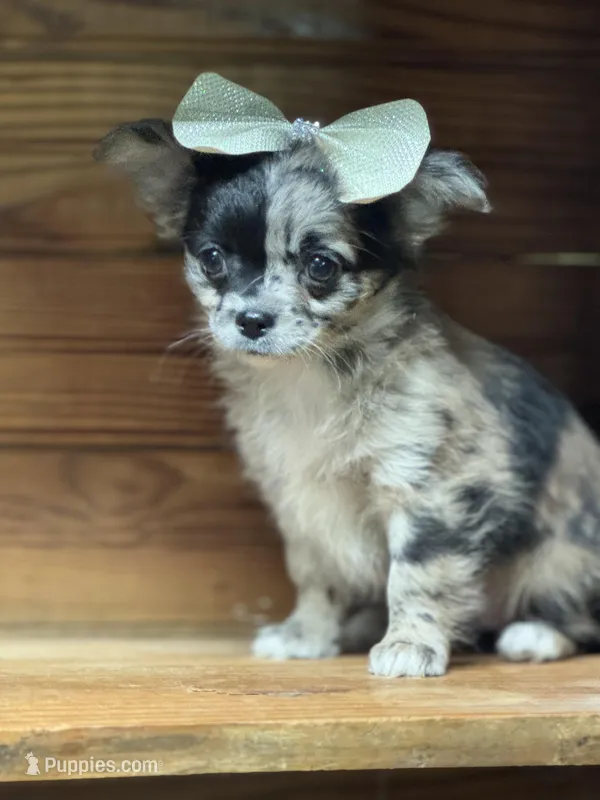 Hold Russian LC Girl, a female Chihuahua for sale in Enterprise, AL – Photo 1 of 6