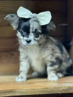 Hold Russian LC Girl, a female Chihuahua for sale in Enterprise, AL – Photo 6 of 6