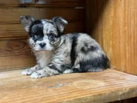 Hold Russian LC Girl, a female Chihuahua for sale in Enterprise, AL – Photo 3 of 6