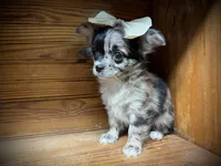 Hold Russian LC Girl, a female Chihuahua for sale in Enterprise, AL – Photo 2 of 6