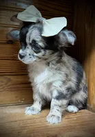 Hold Russian LC Girl, a female Chihuahua for sale in Enterprise, AL – Photo 5 of 6