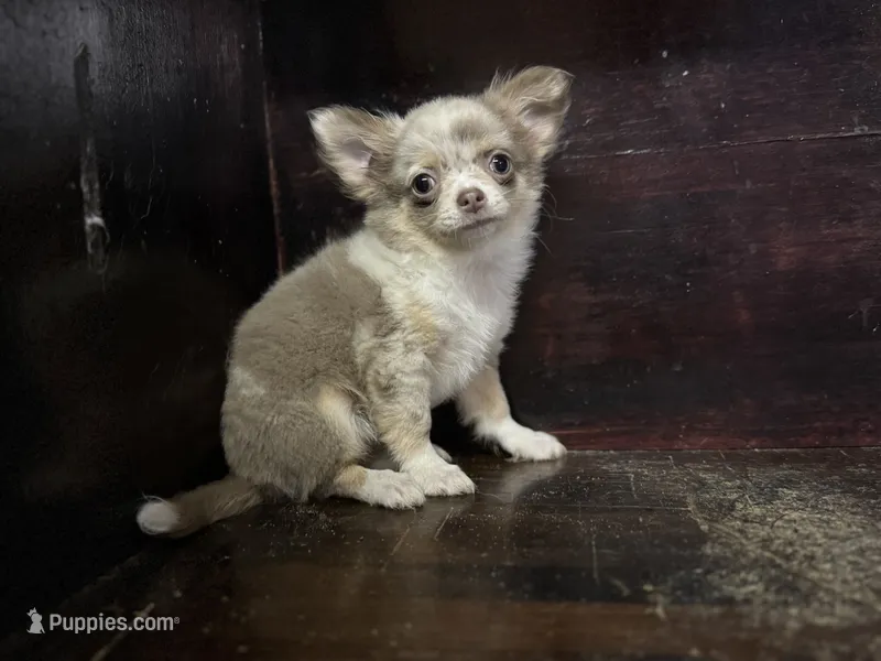 Tiny – Chihuahua puppy for sale in Enterprise, AL
