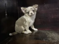 Tiny, a female Chihuahua for sale in Enterprise, AL – 4 of 9